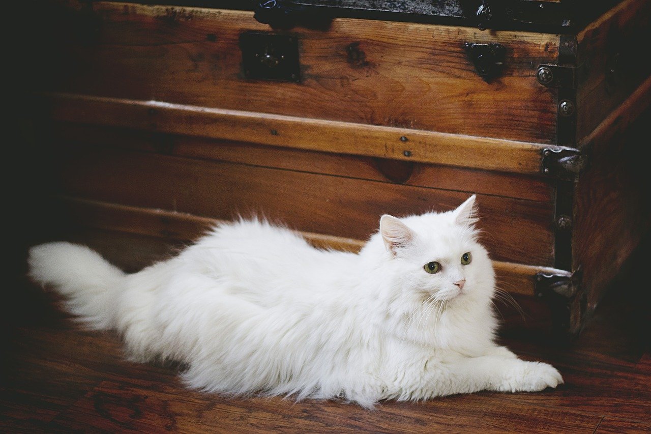 Gatti bianchi: occhi azzurri, pelo lungo, razze, carattere缩略图
