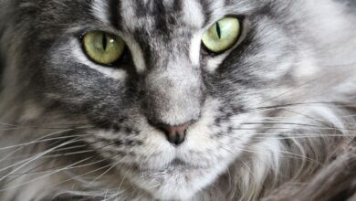 Photo of Maine Coon: prezzo, carattere, dimensioni del gatto più amato del mondo