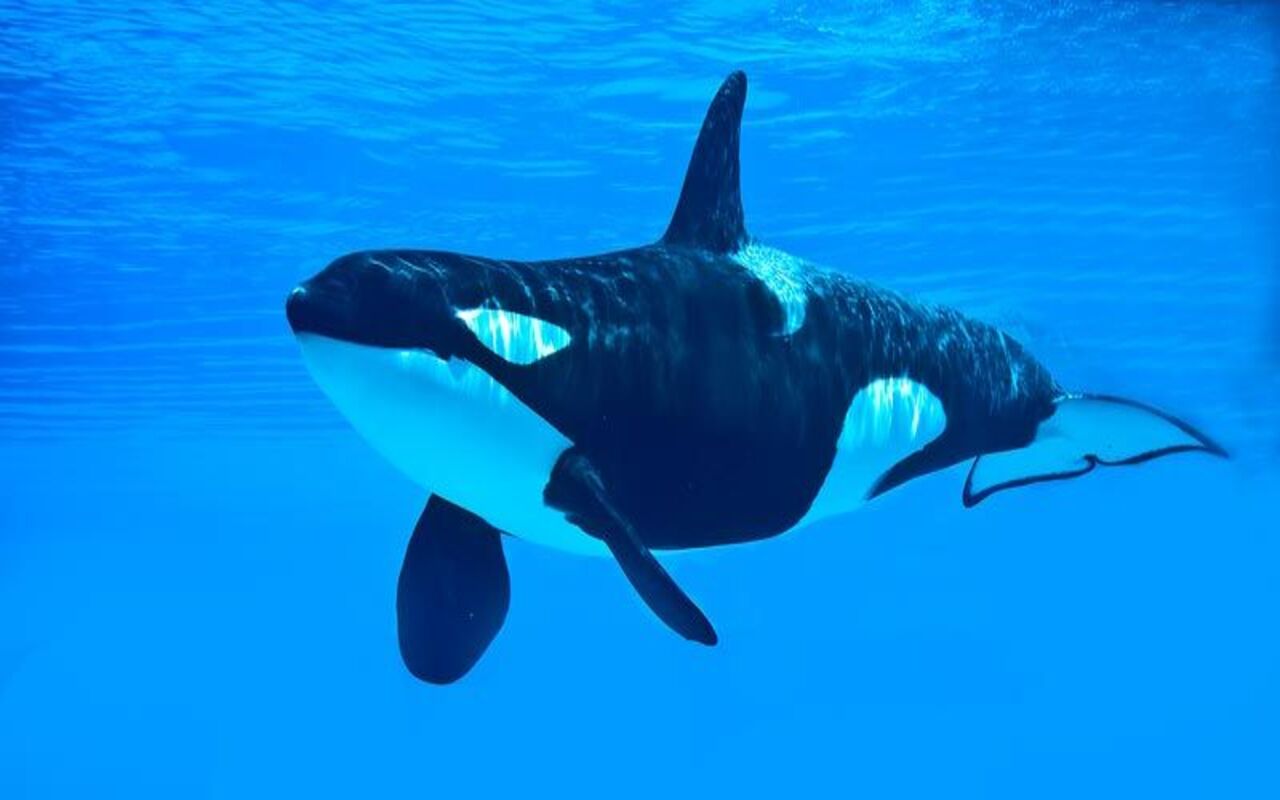 Orca: attacca l'uomo, vs squalo, dimensioni
