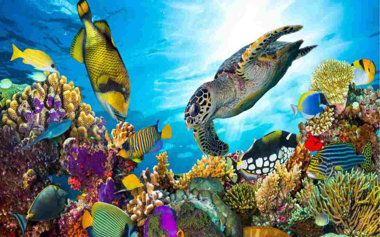 Animali marini: pericolosi, giganti, preistorici