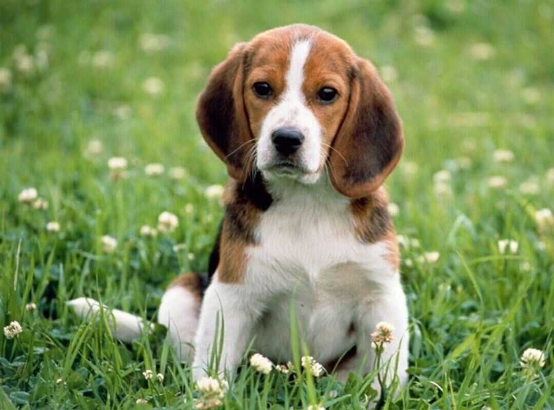 Cane beagle prezzo, nano, cucciolo
