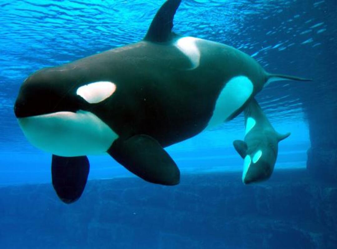 Orca assassina: cosa mangia, lunghezza, dove vive