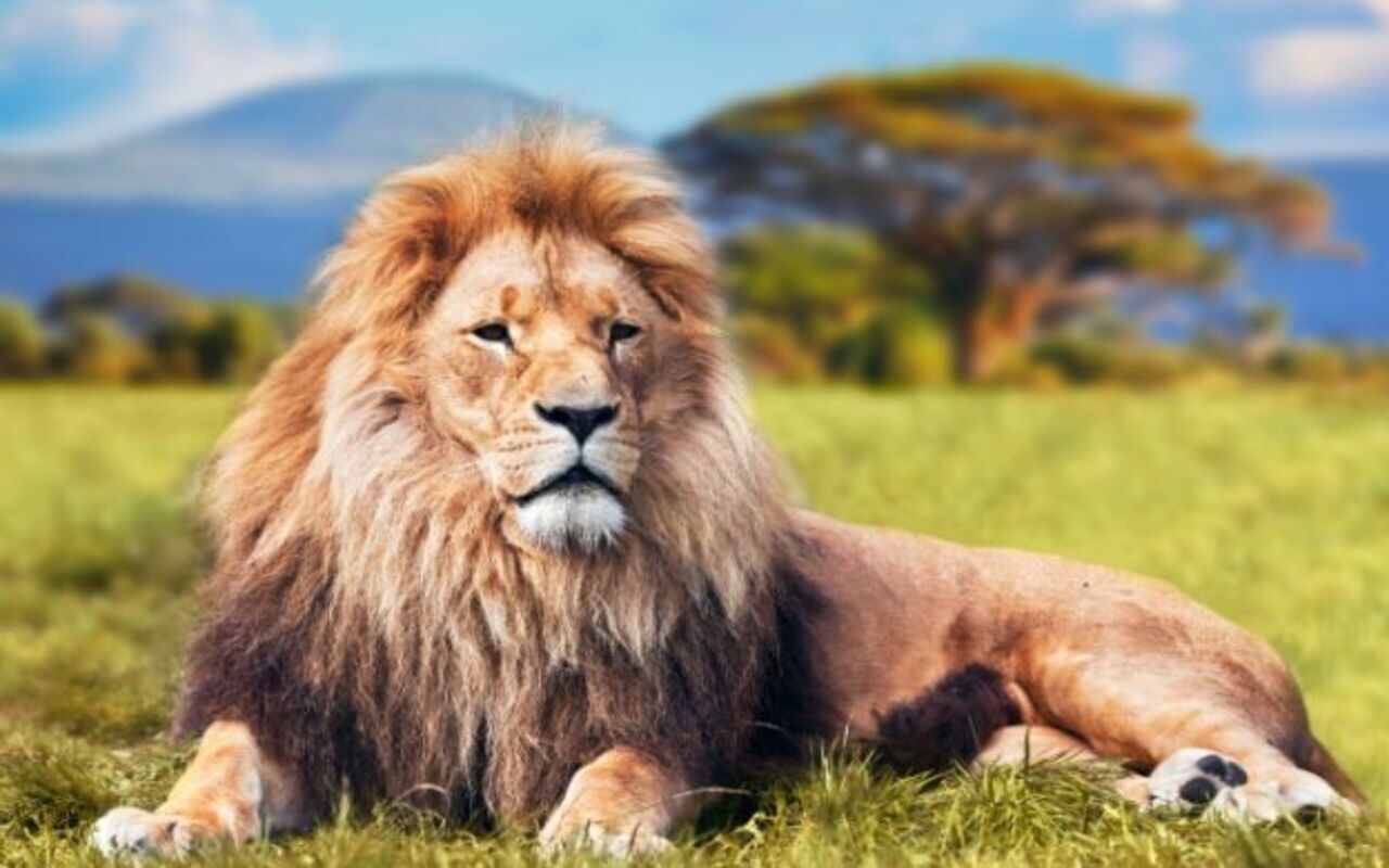 Il leone: caratteristiche, dove vive, cosa mangia