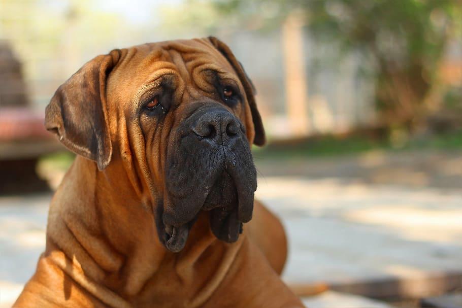 Molossi: razze, significato, cani giganti