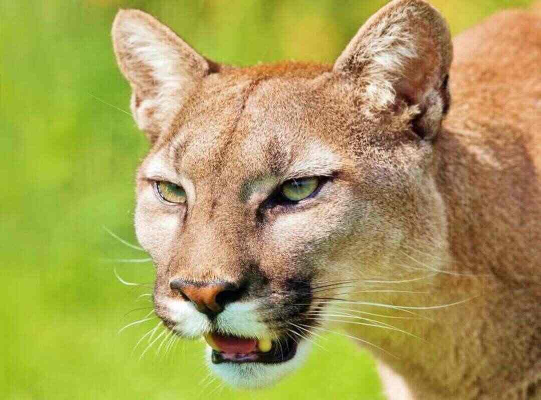 Puma animale: caratteristiche, velocità, dimensioni