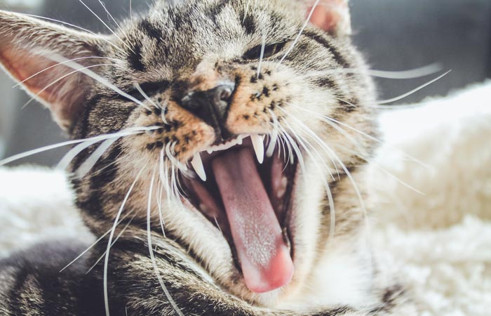 Denti gattini: da latte, cambio età, sintomi del cambio denti