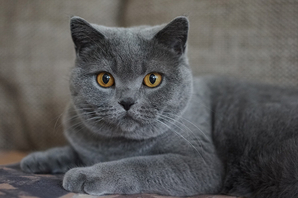 Photo of Certosino gatto: prezzo, allevamento, da appartamento, nano