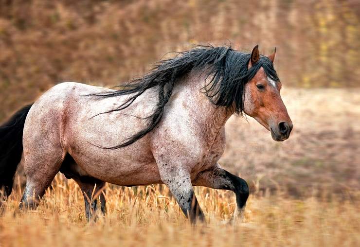 Mustang cavallo: prezzo, prezzo in Italia, caratteristiche
