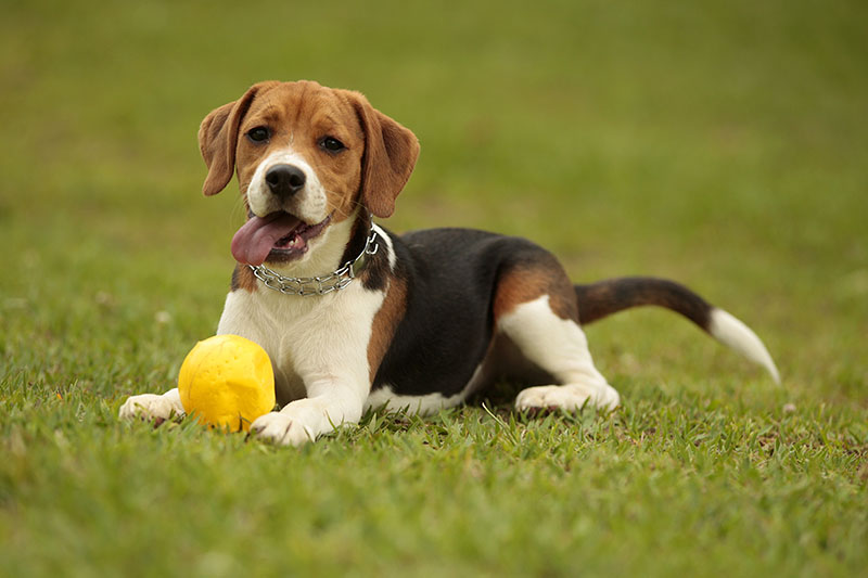 Cani beagle: cuccioli, prezzo, nano, da adottare