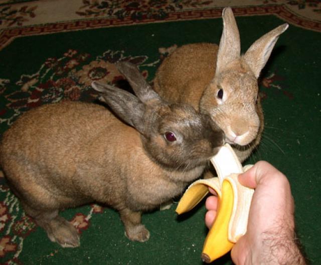 Cosa mangiano i conigli: selvatici, appena nati, da carne