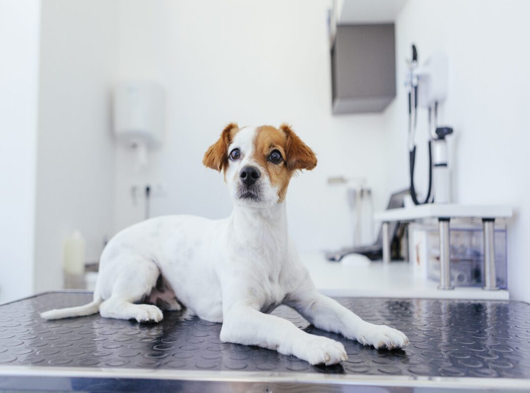 Tracheite canina: rimedi naturali, sintomi, è contagiosa, trattamento