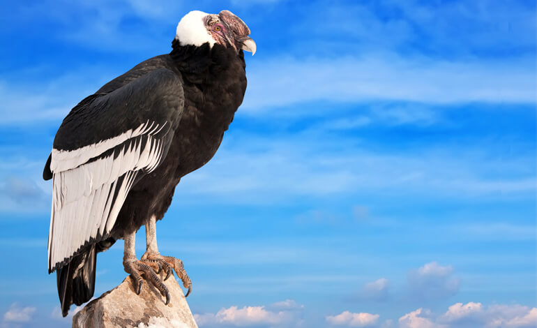 Condor delle Ande, specie in estinzione? Quanti ne esistono oggi nel mondo?