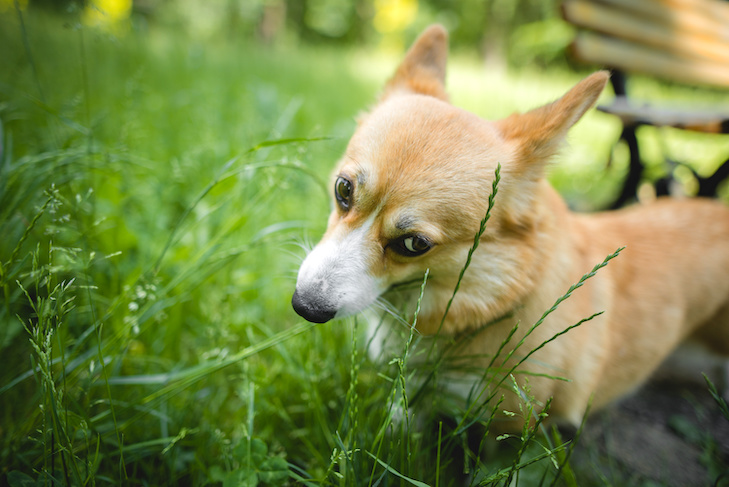 Il mio cane mangia erba, è normale? Ha qualche patologia? La risposta degli esperti