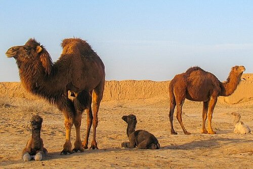 Animali del deserto, quali sono? Come sopravvivono? Info e curiosità