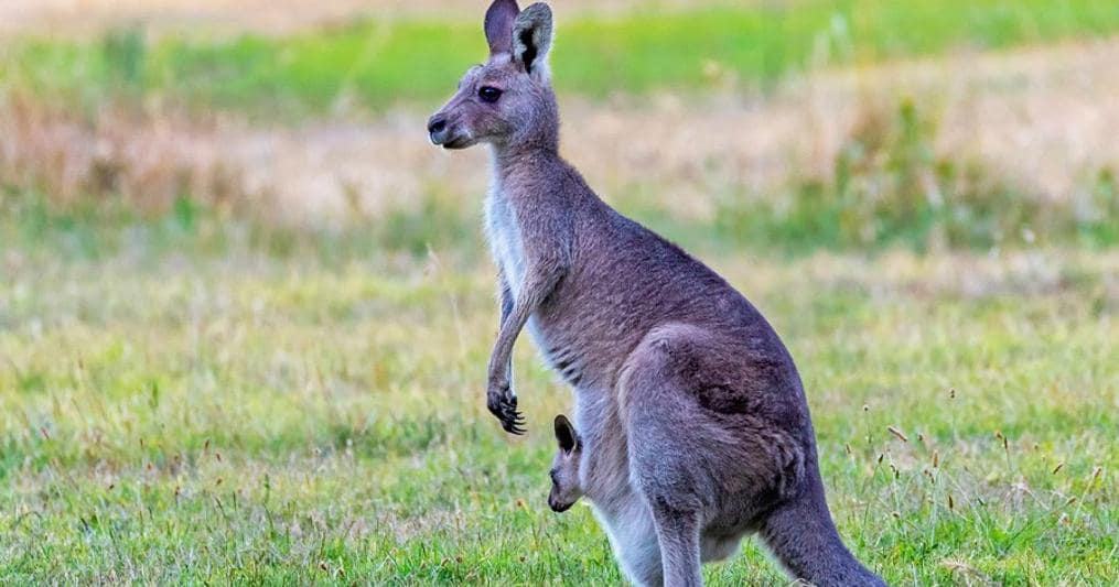 Photo of Canguro, chi ha detto che vivono solo in Australia? Ecco le ultime “scoperte”