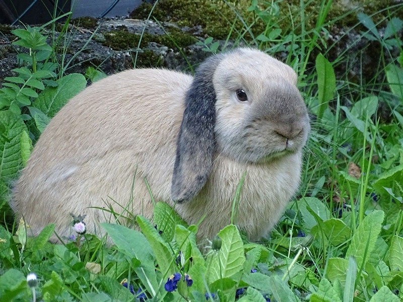 Photo of Coniglio nano ariete, perchè è il più desiderato? Ecco la verità