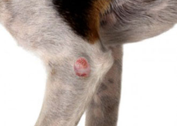 Mastocitoma cane, sintomi, aspettativa di vita, è operabile?