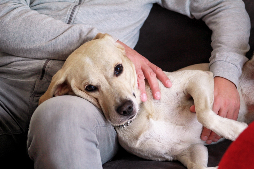 Toxoplasmosi nel cane, è contagiosa? Quali sono i sintomi e come si cura? Tutte le info