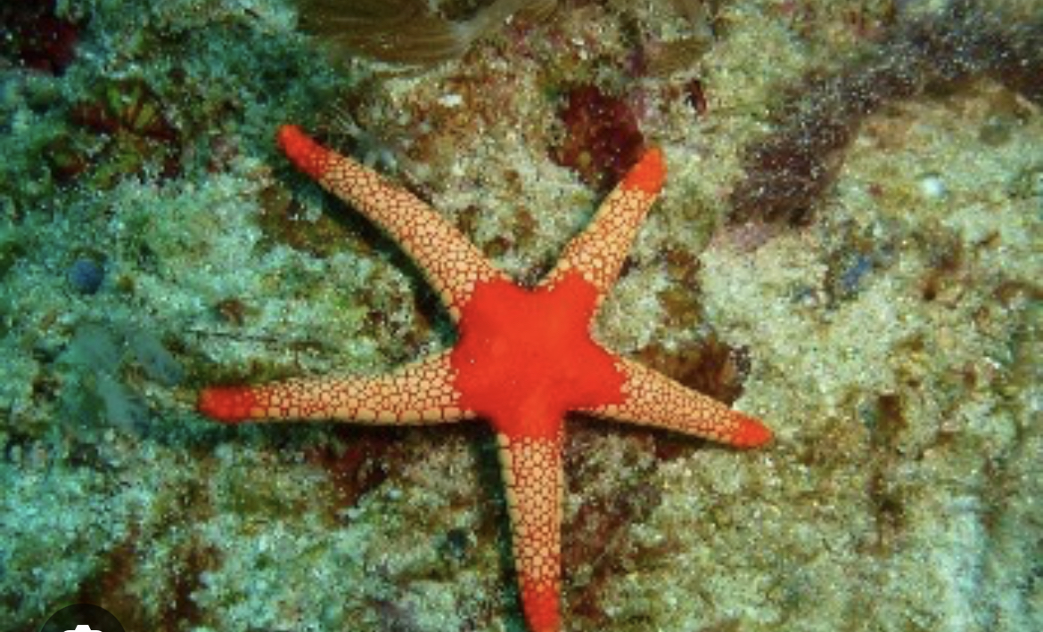 Photo of Stella marina: perché è pericoloso toglierla dall’acqua anche solo per pochi secondi