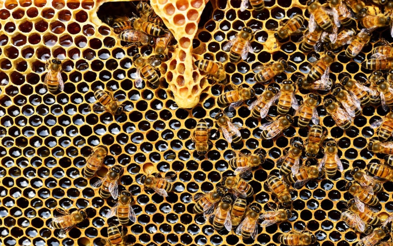 Photo of Quanto vivono un’ape regina e un’ape operaia: differenze
