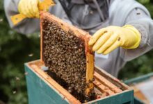 Photo of Come si diventa apicoltore: consigli utili