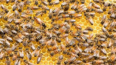Photo of Come nasce il miele: produzione e trasformazione