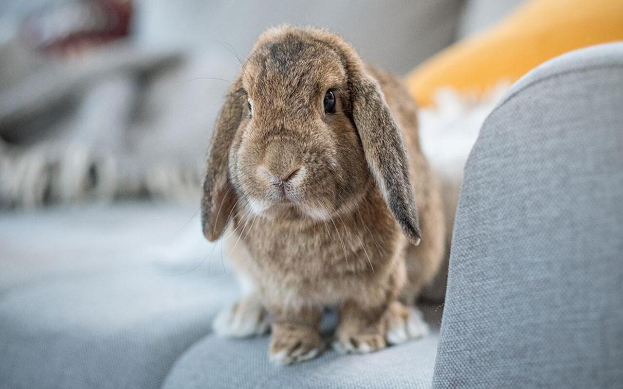 Photo of Quali sono i conigli più affettuosi: ecco la classifica