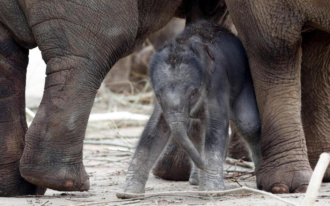 Photo of Quanto pesa un elefante appena nato?