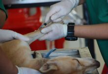 Photo of Come diventare un veterinario: studi e tirocinio