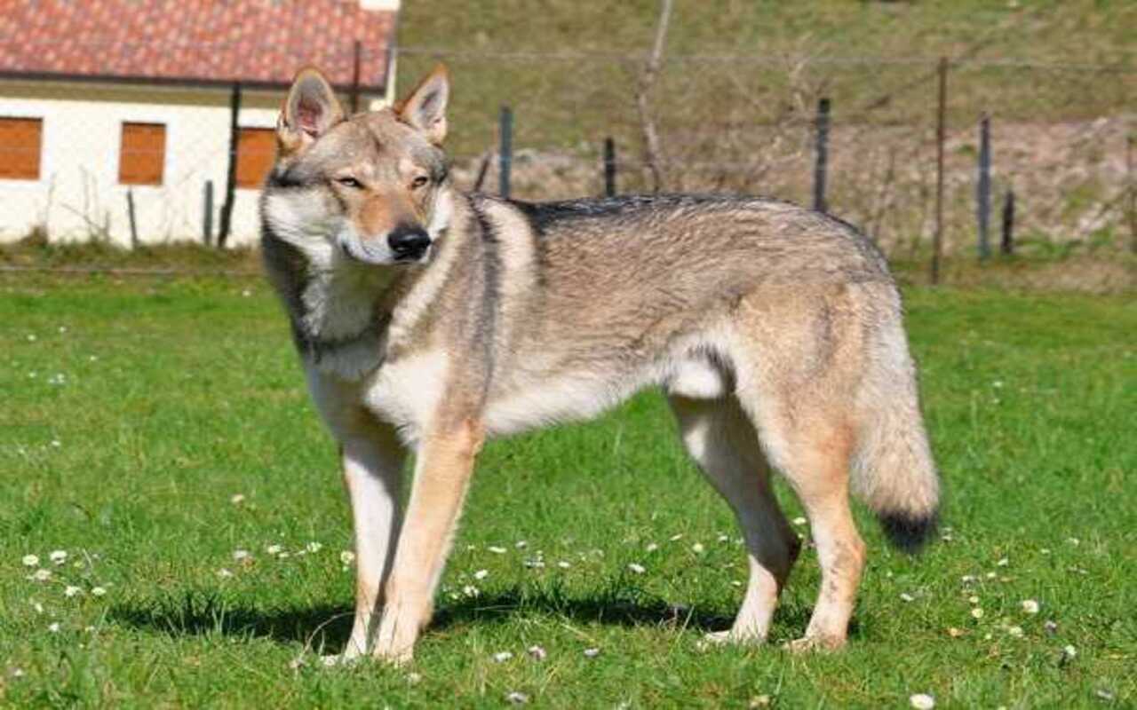 Photo of Quanto costa un cane da lupo cecoslovacco