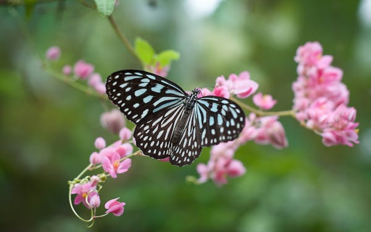 Photo of Quanto vive una farfalla