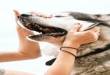 Photo of Come pulire i denti del cane: dentifricio giusto e modalità