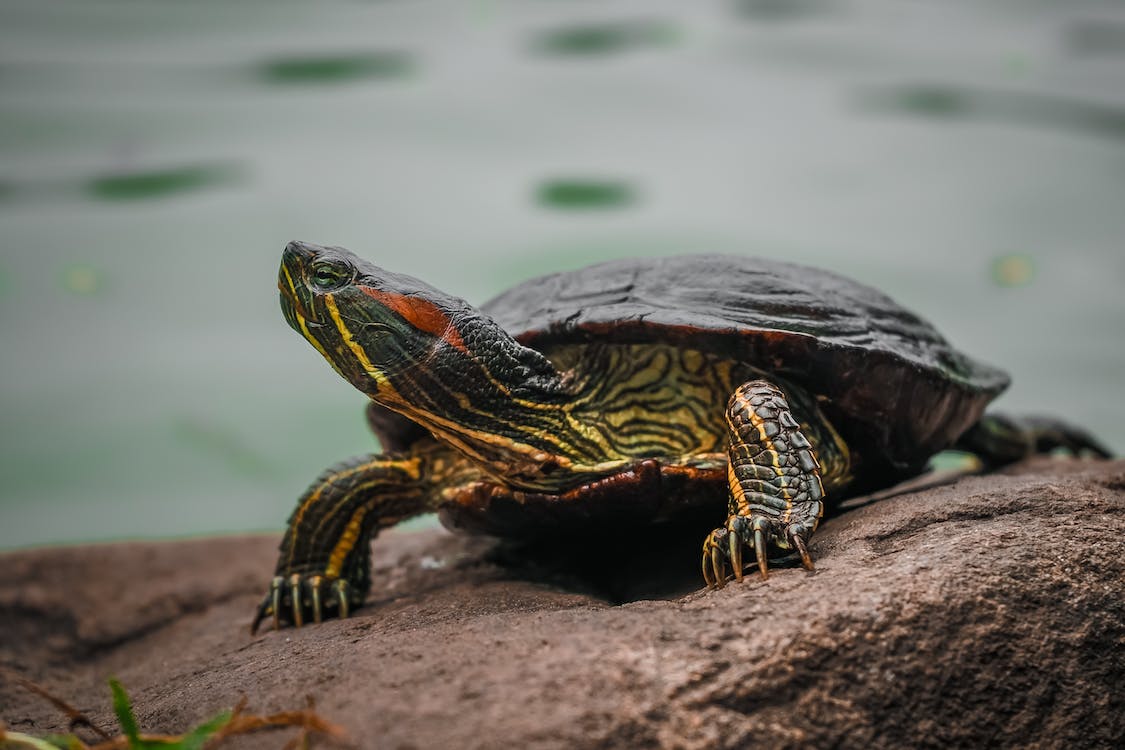 Photo of Quanto può restare immersa una tartaruga d’acqua