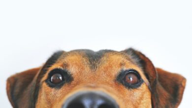 Photo of Cosa vuol dire quando un cane starnutisce